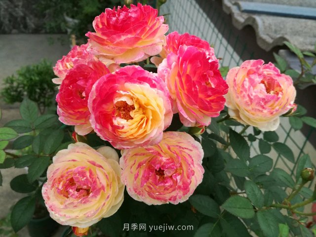 羅曼尼詹森月季，擁有彩色的月季花墻(圖2)