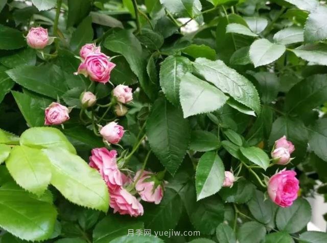 天狼家胭脂扣月季，花友反饋很贊(圖2)