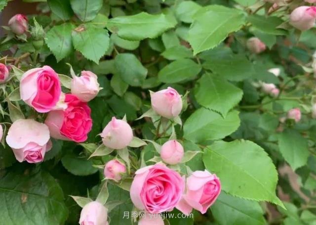 天狼家胭脂扣月季，花友反饋很贊(圖1)