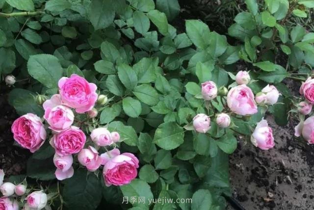 天狼家胭脂扣月季，花友反饋很贊(圖3)