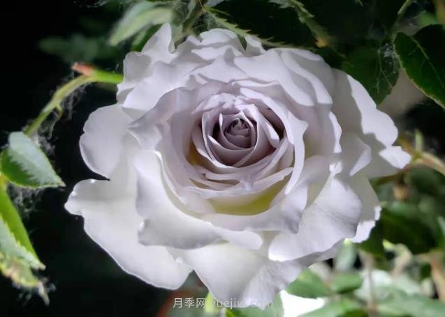 加百列大天使月季，優(yōu)點多缺點也多的日本月季(圖1)