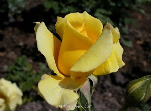 北京街頭萬千姿態(tài)的月季花，你喜歡哪一個(圖2)