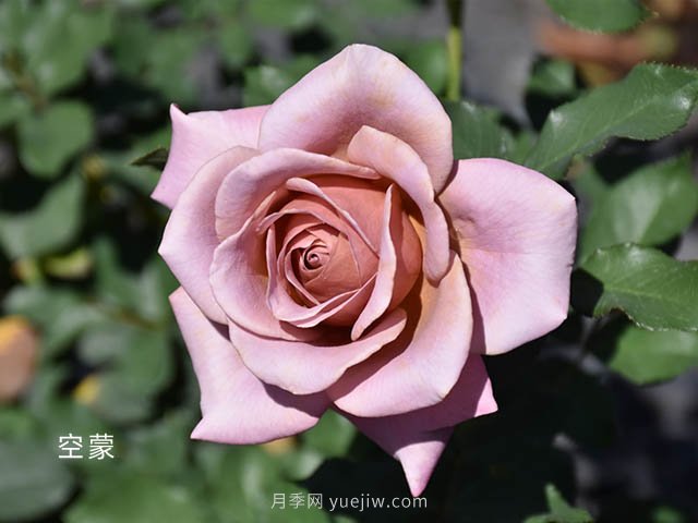 天津市市花？是月季嗎(圖1)