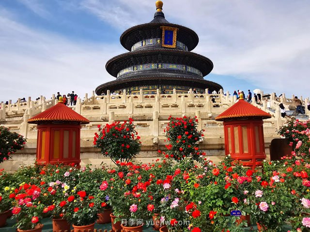 北京市花是月季嗎？(圖1)