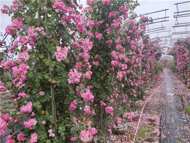 爬墻植物大集合，讓你的庭院瞬間高大上(圖1)