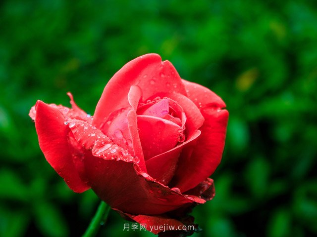 月季花可以放在室內(nèi)養(yǎng)嗎？(圖1)