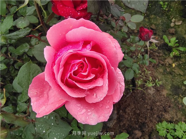 喝月季花茶有什么好處？月季網(wǎng)分享(圖1)