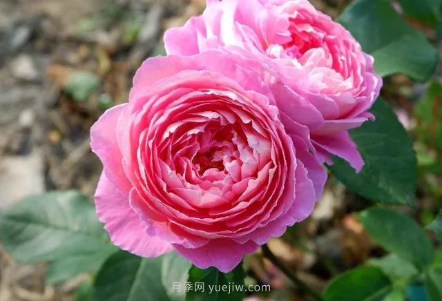 夏季月季如何保持開(kāi)花？除了澆水，還需做好3件事(圖1)