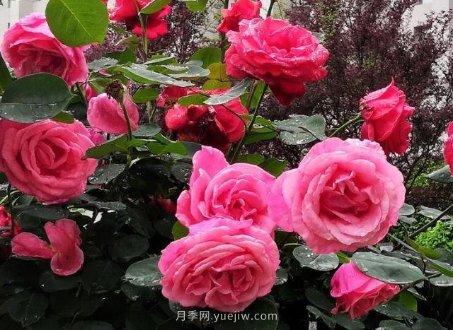 晚春唐詩玫瑰6首：折得玫瑰花一朵，憑君簪向鳳凰釵(圖2)