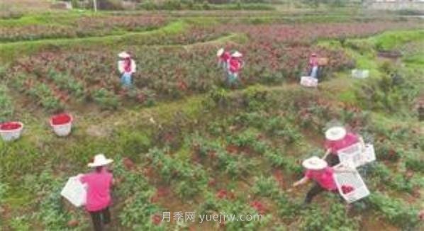 大理玫瑰花開(kāi)出美麗事業(yè)(圖1)