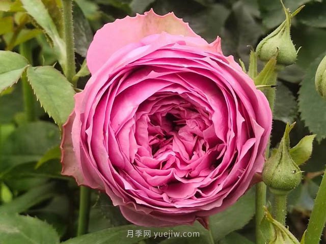 玫瑰，永恒不變的經(jīng)典(圖1)