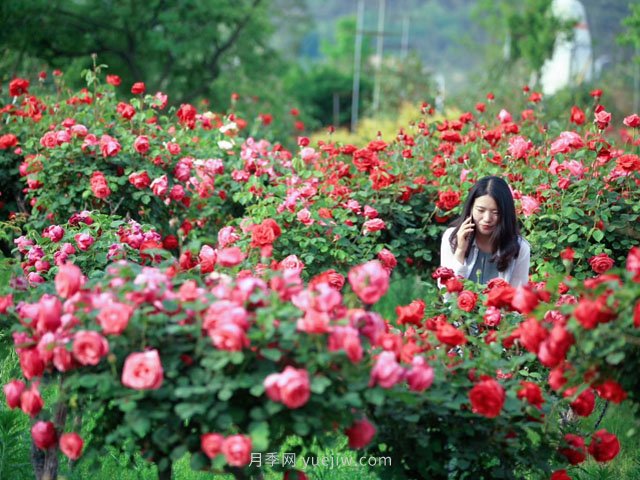 花卉旅游，“花為媒”帶動(dòng)“美麗經(jīng)濟(jì)”升級(jí)(圖1)