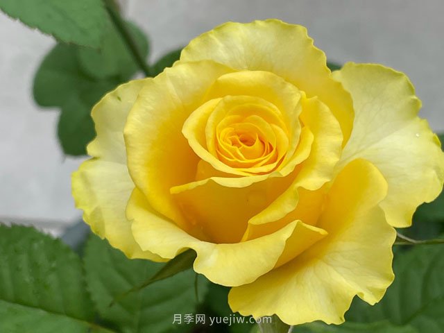 貝殼月季，黃色月季里的代表作和佼佼者(圖2)