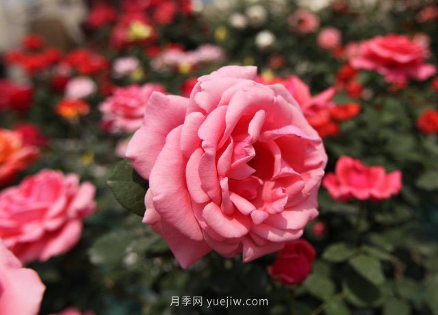 大花月季品種有哪些？和豐花月季的區(qū)別在哪？(圖1)