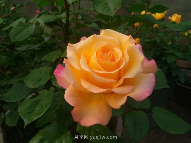 月季有哪些優(yōu)良品種代表？(圖1)