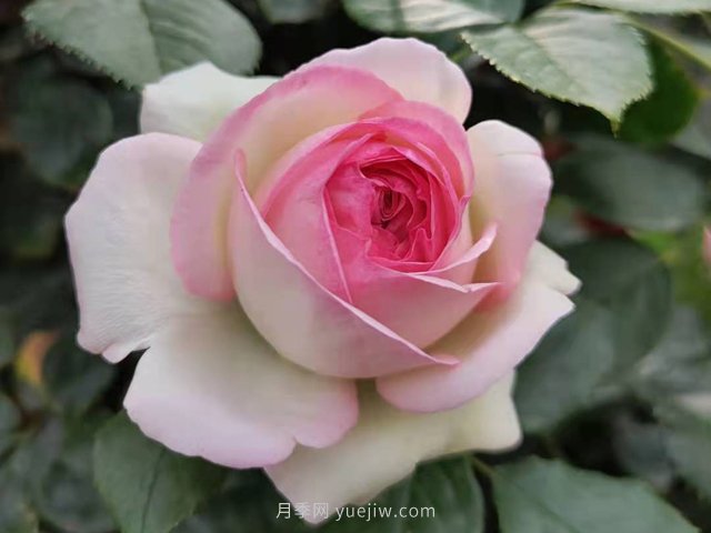 月季花的種類非常多，哪一種月季花好養(yǎng)活？推薦5個品種(圖2)