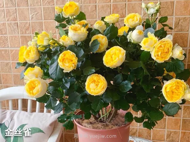 月季花的種類非常多，哪一種月季花好養(yǎng)活？推薦5個品種(圖3)