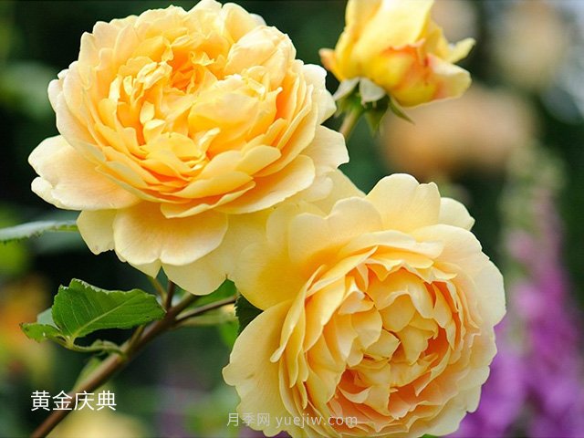 月季花的品種非常多，哪一款月季香味***香？推薦5個品種(圖5)