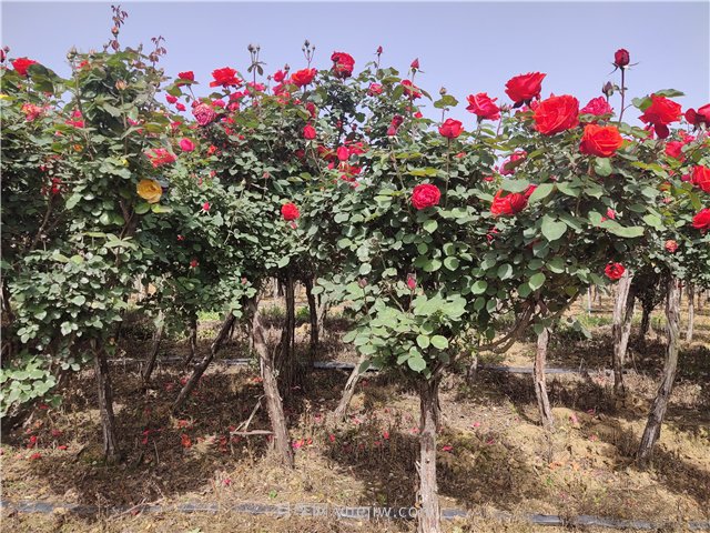 樹狀月季應(yīng)該什么時(shí)候打頂？打頂后多久會發(fā)芽？(圖1)