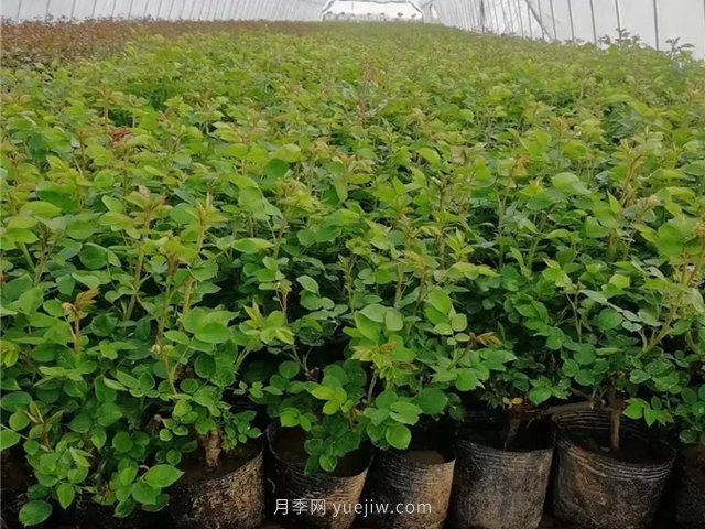 春天買的月季苗非常容易死掉，需要如何養(yǎng)護(hù)(圖1)