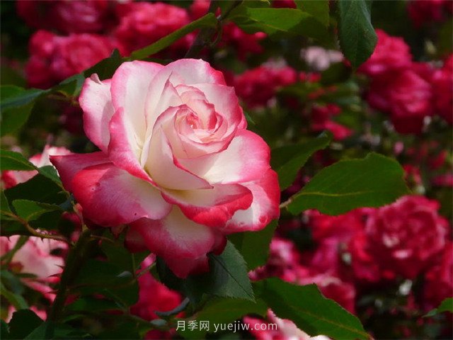 綠地率和綠化率的區(qū)別！(圖1)