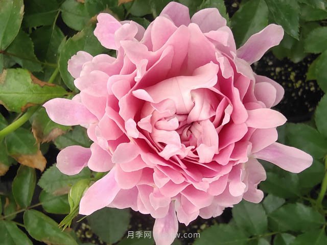 夏日炎炎，苗木日灼傷了怎么辦？(圖1)