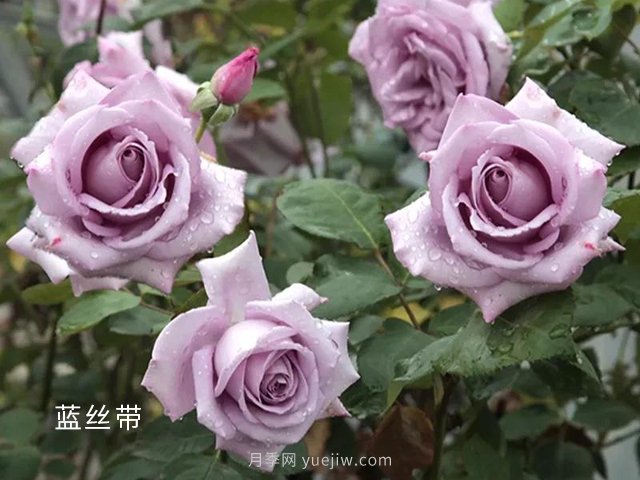 夏季要預(yù)防月季病害，6種苗木病害防治方法(圖1)