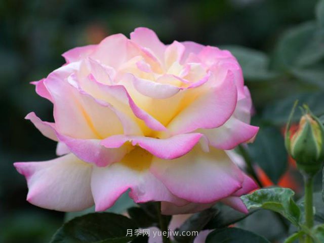 6種花卉入手有“黃金時(shí)間”，別選錯(cuò)(圖1)