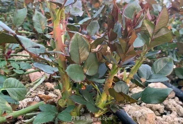 月季長筍芽，有3喜3怕，順著養(yǎng)才能冒粗筍(圖1)