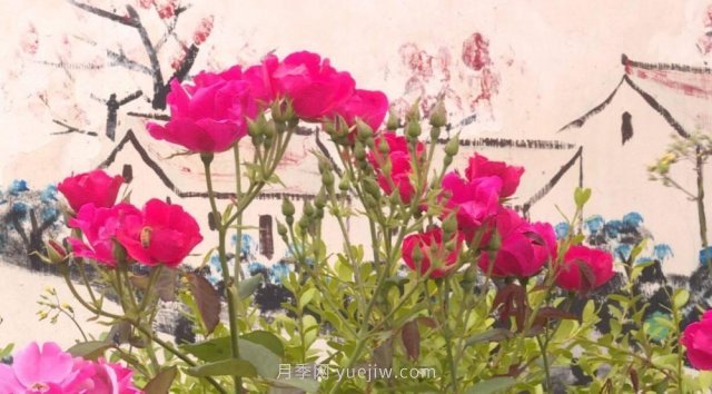 月季花成為海陽(yáng)美麗鄉(xiāng)村的“花草秘籍”(圖1)
