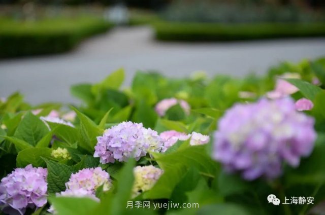 上海靜安區(qū)白遺橋公園5000余株月季盛放！位置在這(圖4)