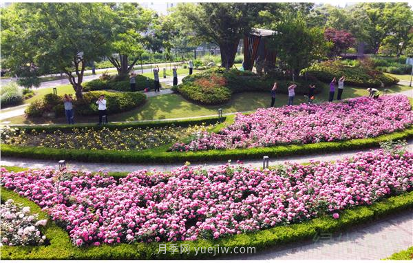 上海靜安區(qū)白遺橋公園5000余株月季盛放！位置在這(圖3)