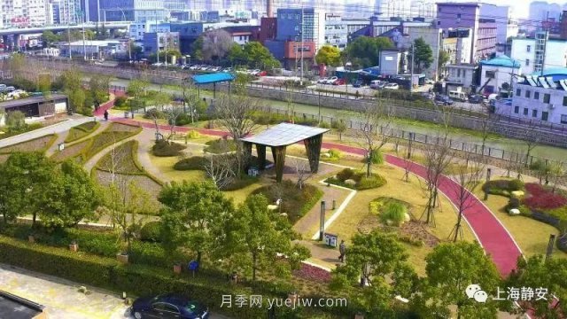 上海靜安區(qū)白遺橋公園5000余株月季盛放！位置在這(圖5)
