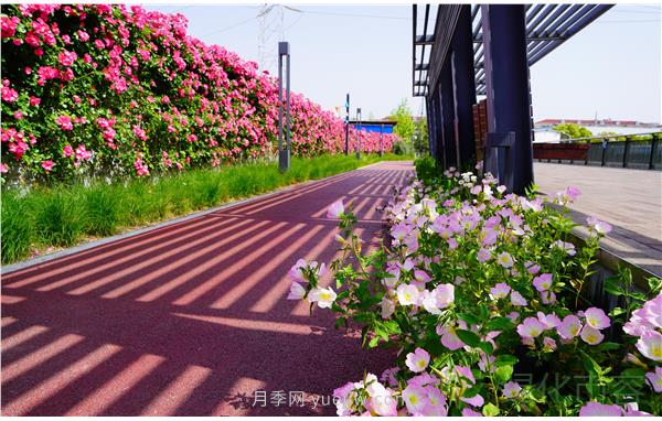 上海靜安區(qū)白遺橋公園5000余株月季盛放！位置在這(圖2)