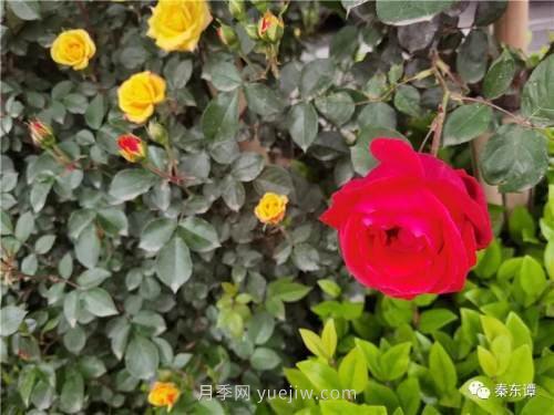 市花月季扮靚陜西渭南，朝陽(yáng)大街成了鮮花大道(圖3)