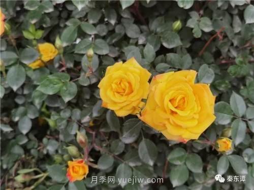 市花月季扮靚陜西渭南，朝陽(yáng)大街成了鮮花大道(圖5)