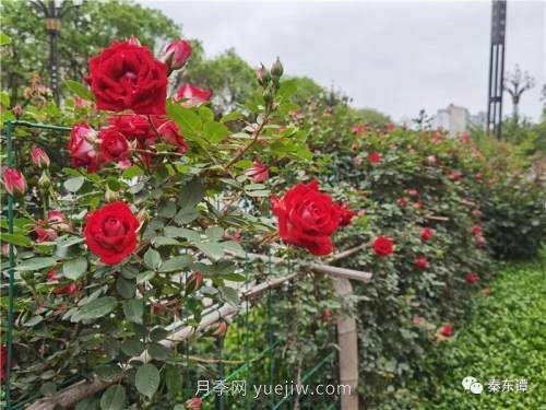 市花月季扮靚陜西渭南，朝陽(yáng)大街成了鮮花大道(圖7)