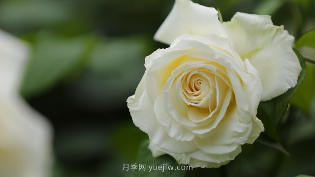 夏天注意4個(gè)方面的養(yǎng)護(hù)工作，月季花才能安全無(wú)憂的度夏(圖3)