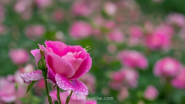 夏天注意4個(gè)方面的養(yǎng)護(hù)工作，月季花才能安全無(wú)憂的度夏(圖2)