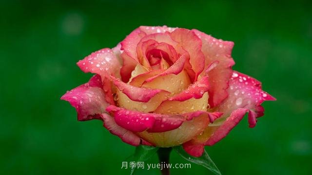 夏天注意4個(gè)方面的養(yǎng)護(hù)工作，月季花才能安全無(wú)憂的度夏(圖1)