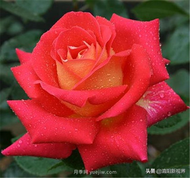 20種經(jīng)典月季品種，妝點(diǎn)南陽(yáng)火熱的夏季(圖4)
