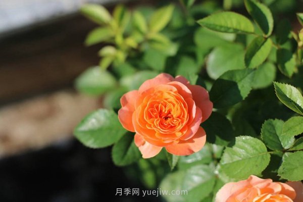 整理適合陽(yáng)臺(tái)養(yǎng)的陽(yáng)臺(tái)系列品種大全(圖3)