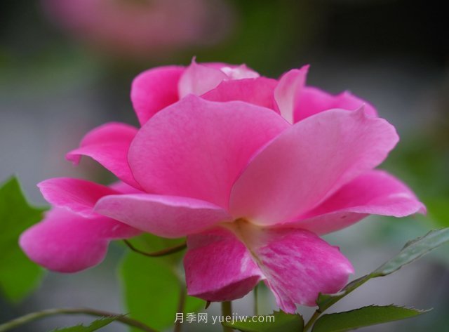 六月南陽街頭的月季花讓人心動(dòng)(圖1)