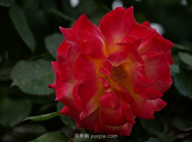 六月南陽街頭的月季花讓人心動(dòng)(圖4)