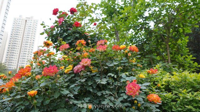 六月南陽街頭的月季花讓人心動(dòng)(圖6)