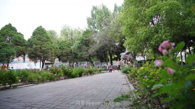 六月南陽街頭的月季花讓人心動(dòng)(圖2)
