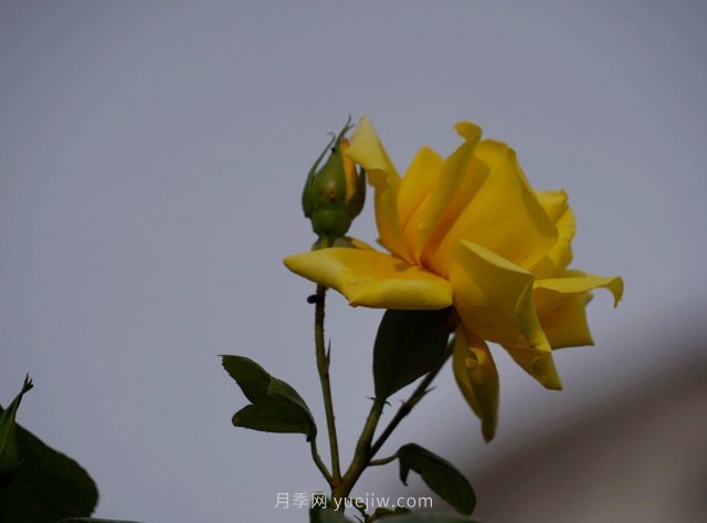 六月南陽街頭的月季花讓人心動(dòng)(圖3)