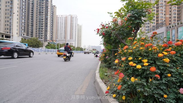 六月南陽街頭的月季花讓人心動(dòng)(圖5)