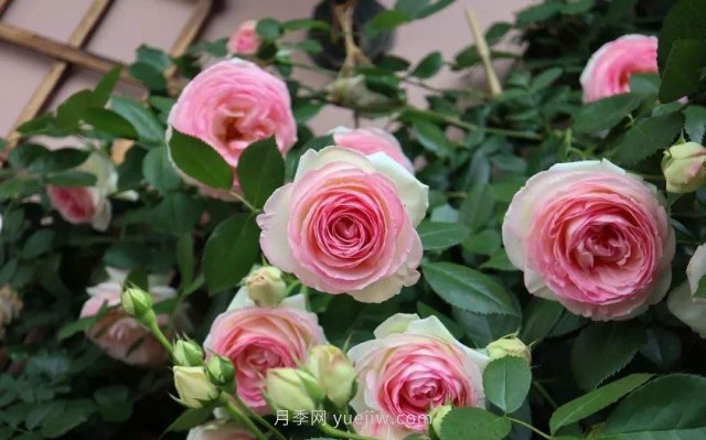 推薦花量大生長快的4種藤本月季花，適合打造花墻拱門(圖2)