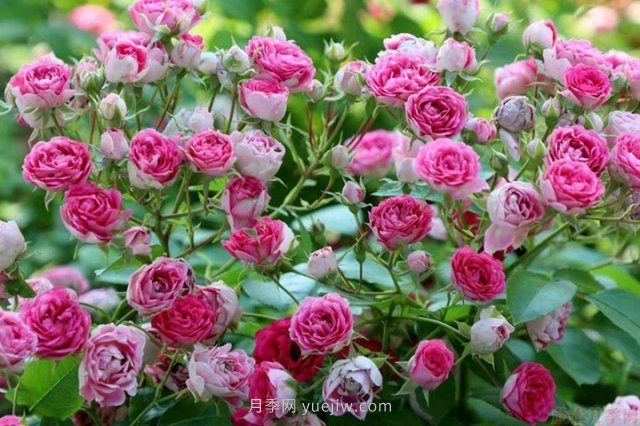 推薦花量大生長快的4種藤本月季花，適合打造花墻拱門(圖1)